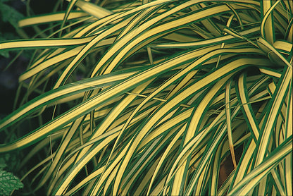 Goldsegge (Carex oschimensis) 'Evergold' T11/12 - winterhart