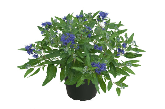 Bartblume (Caryopteris x clandonensis) 'Blue Dune' T13