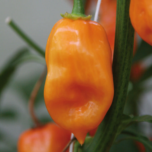 Feuerscharfer Habanero-Chili 'Calita®' in verschiedenen Farben