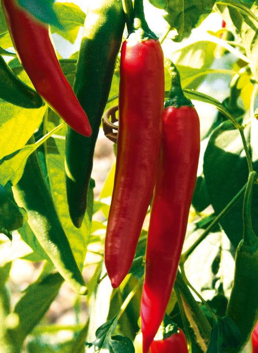 Peperoni 'Vectura® ' in verschiedenen Farben