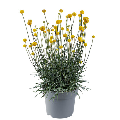 Trommelstöckchen (Craspedia globosa) 'Golf Beauty' T12