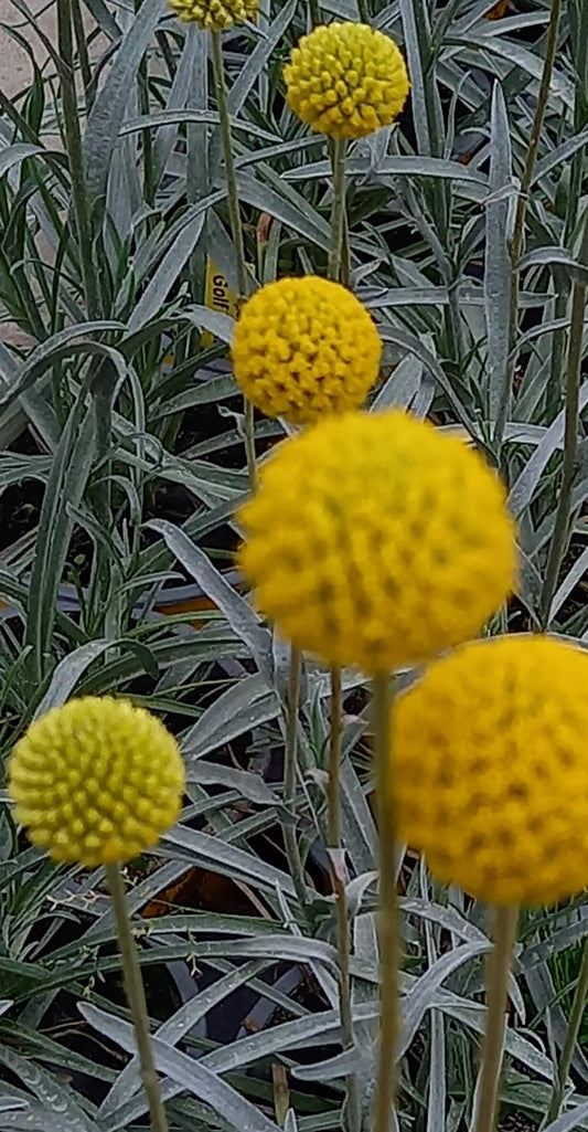 Trommelstöckchen (Craspedia globosa) 'Golf Beauty' T12