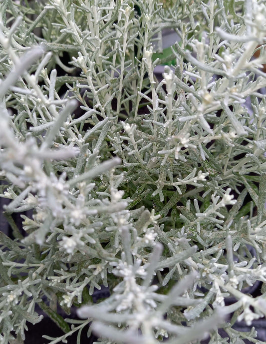 Zwergcurry  (Helichrysum italicum) 'Aladin' T12