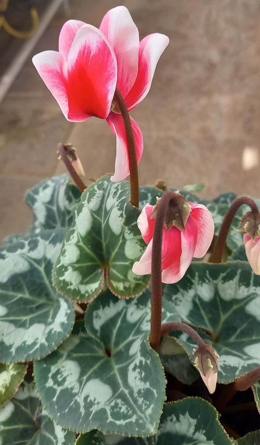 Alpenveilchen (Cyclamen persicum) 'Halios® in verschiedenen Farben
