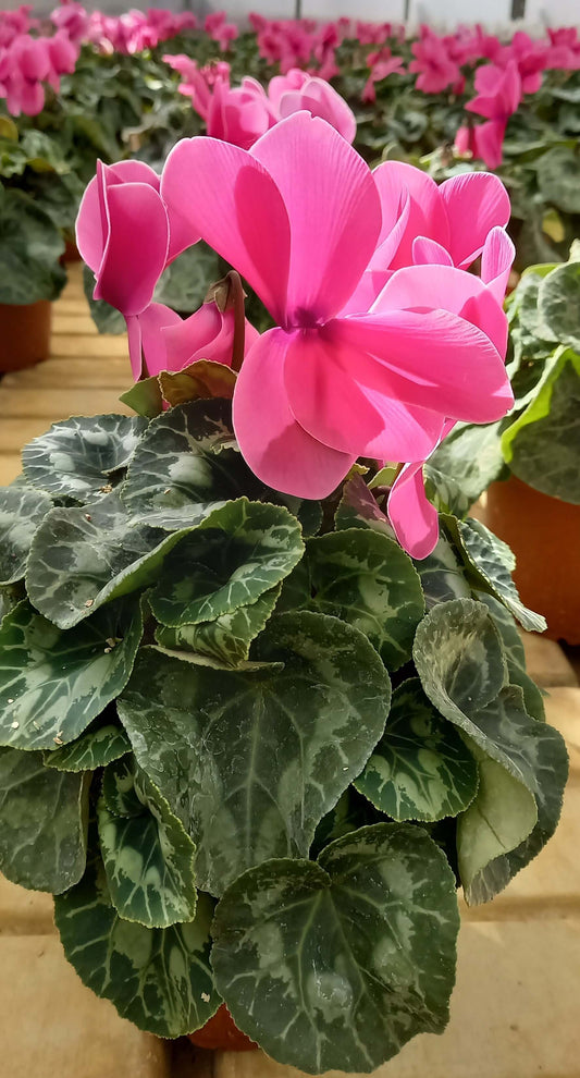 Alpenveilchen (Cyclamen persicum) 'Halios® in verschiedenen Farben