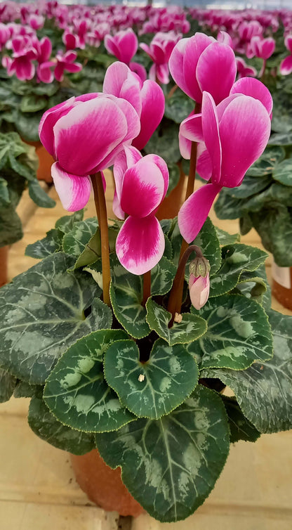 Alpenveilchen (Cyclamen persicum) 'Halios® in verschiedenen Farben