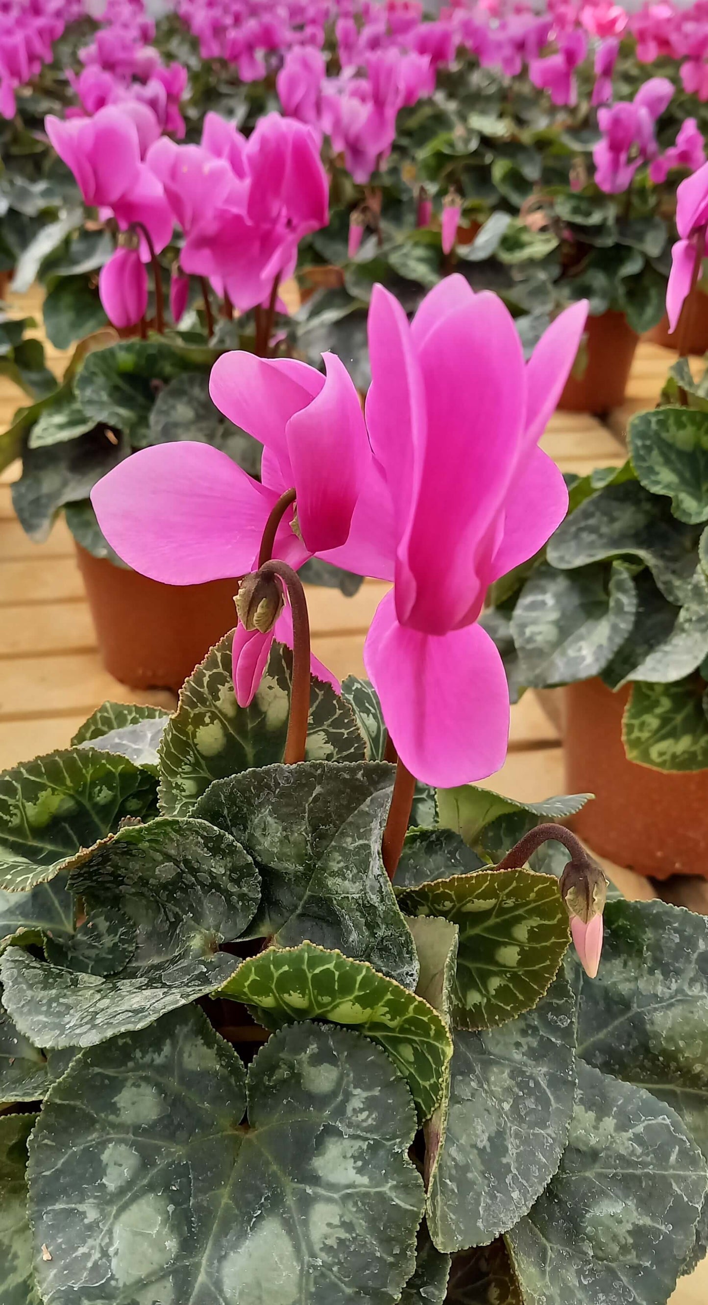 Alpenveilchen (Cyclamen persicum) 'Halios® in verschiedenen Farben