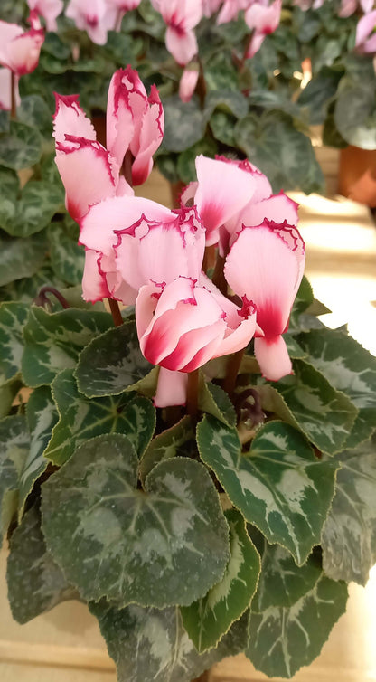 Alpenveilchen (Cyclamen persicum) 'Halios® in verschiedenen Farben