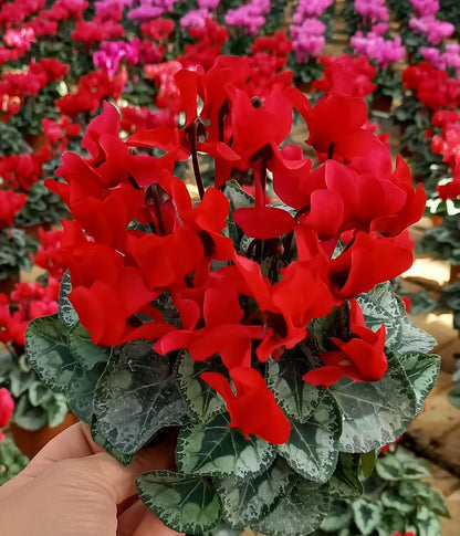 Alpenveilchen (Cyclamen persicum) 'Metis® in verschiedenen Farben