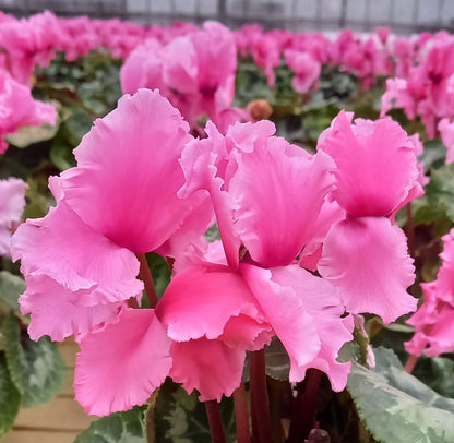Alpenveilchen (Cyclamen persicum) 'Halios® in verschiedenen Farben
