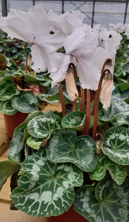 Alpenveilchen (Cyclamen persicum) 'Halios® in verschiedenen Farben