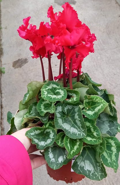 Alpenveilchen (Cyclamen persicum) 'Halios® in verschiedenen Farben