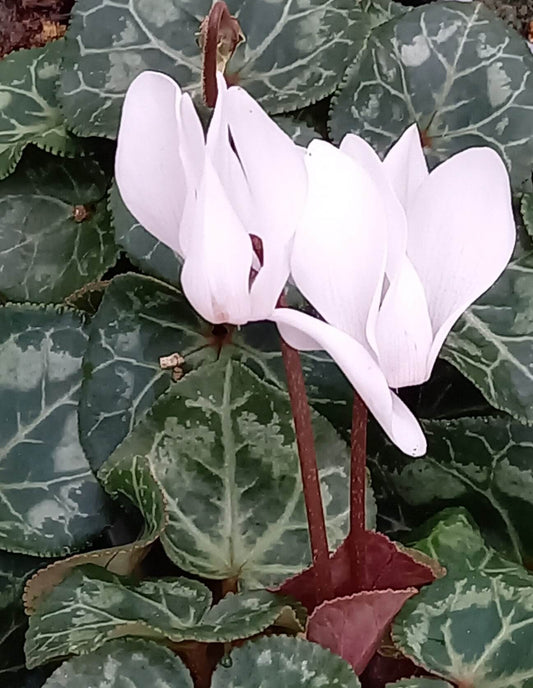Alpenveilchen (Cyclamen persicum) 'Metis® in verschiedenen Farben