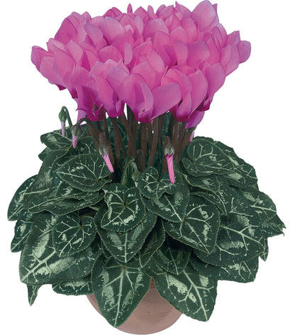 Alpenveilchen (Cyclamen persicum) 'Metis® in verschiedenen Farben