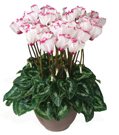 Alpenveilchen (Cyclamen persicum) 'Metis® in verschiedenen Farben