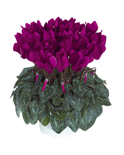 Alpenveilchen (Cyclamen persicum) 'Metis® in verschiedenen Farben