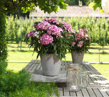 Bartnelke (Dianthus barbatus) 'Dart' in verschiedenen Farben - winterhart