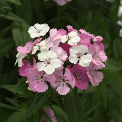 Bartnelke (Dianthus barbatus) 'Dart' in verschiedenen Farben - winterhart