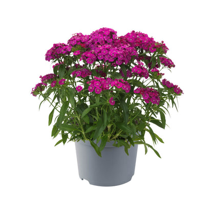 Bartnelke (Dianthus barbatus) 'Dart' in verschiedenen Farben - winterhart