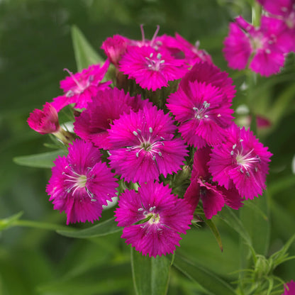 Bartnelke (Dianthus barbatus) 'Dart' in verschiedenen Farben - winterhart