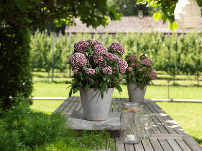 Bartnelke (Dianthus barbatus) 'Dart' in verschiedenen Farben - winterhart