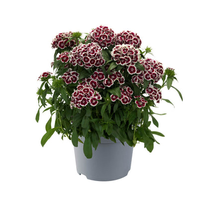 Bartnelke (Dianthus barbatus) 'Dart' in verschiedenen Farben - winterhart