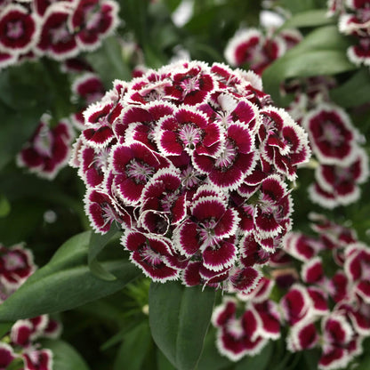 Bartnelke (Dianthus barbatus) 'Dart' in verschiedenen Farben - winterhart