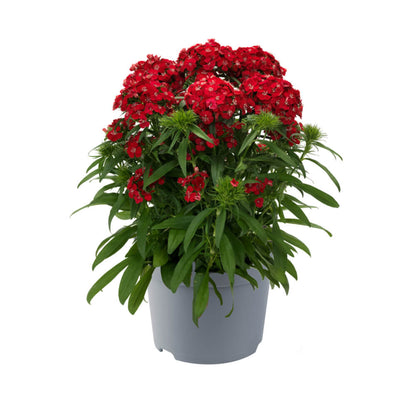 Bartnelke (Dianthus barbatus) 'Dart' in verschiedenen Farben - winterhart