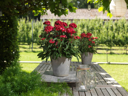 Bartnelke (Dianthus barbatus) 'Dart' in verschiedenen Farben - winterhart