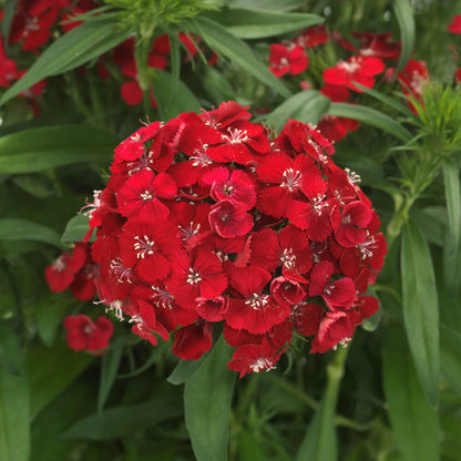 Bartnelke (Dianthus barbatus) 'Dart' in verschiedenen Farben - winterhart