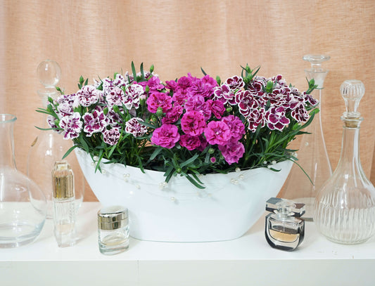 Duft-Nelke (Dianthus) 'DiaDeur® in verschiedenen Farben