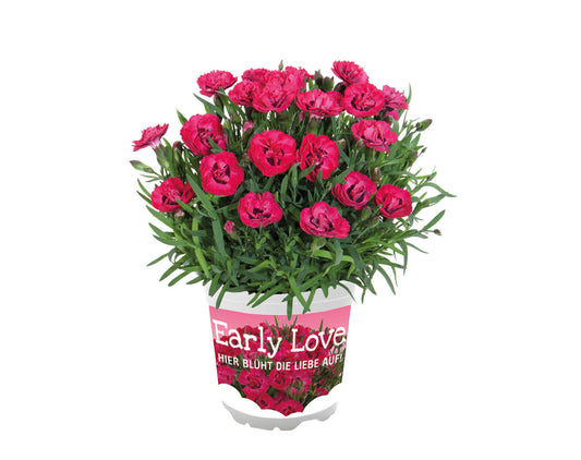 Nelke (Dianthus) 'Early Love®' T12 - winterhart