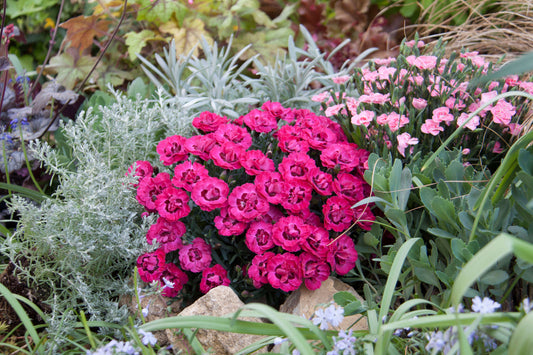 Nelke (Dianthus) 'Early Love®' T12 - winterhart
