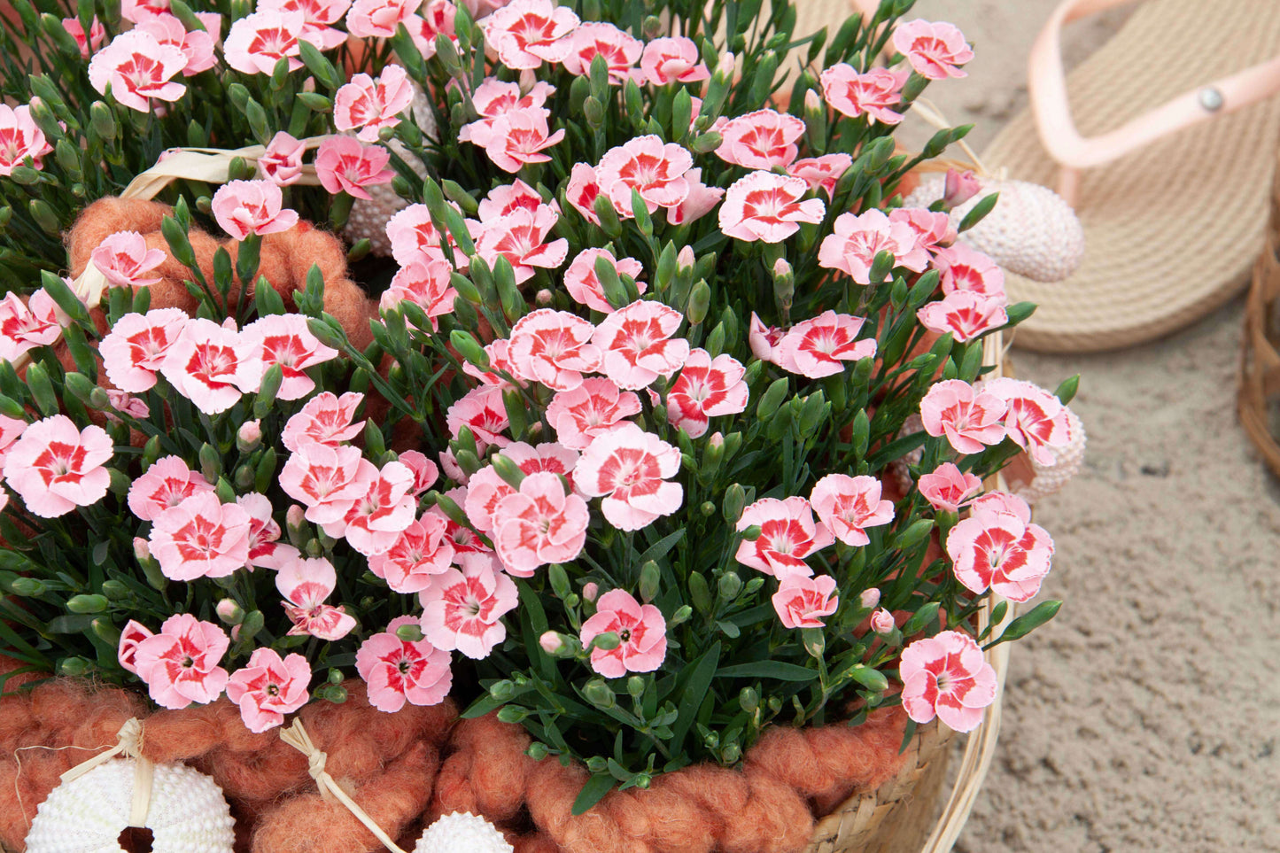 Duft-Nelke (Dianthus)  in verschiedenen Sorten - winterhart