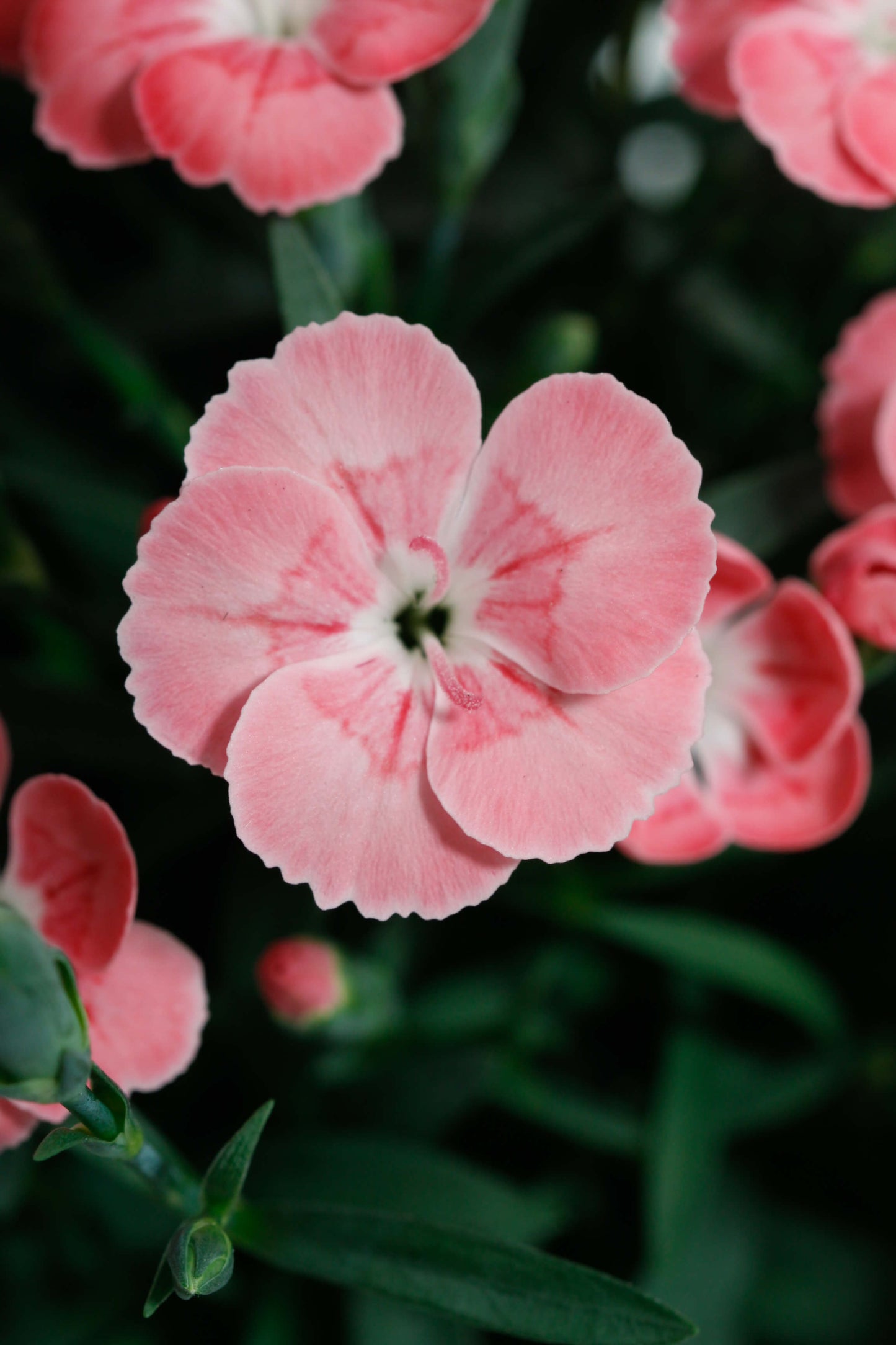 Duft-Nelke (Dianthus)  in verschiedenen Sorten - winterhart