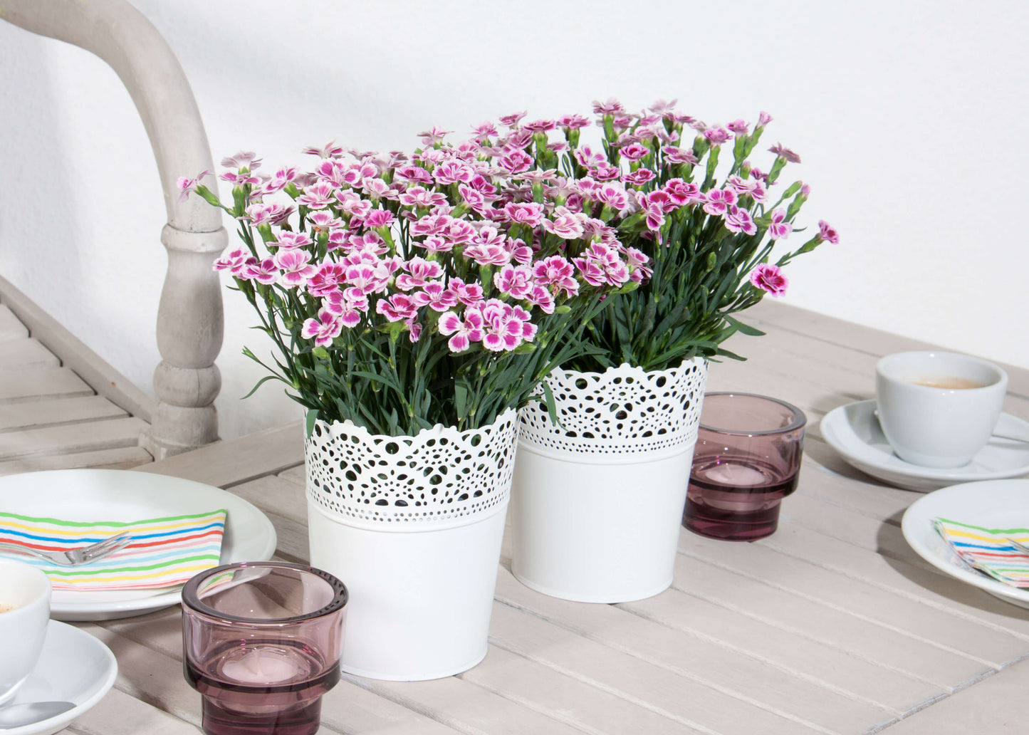 Duft-Nelke (Dianthus)  in verschiedenen Sorten - winterhart