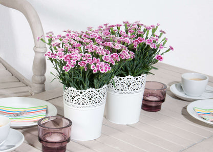Duft-Nelke (Dianthus)  in verschiedenen Sorten - winterhart
