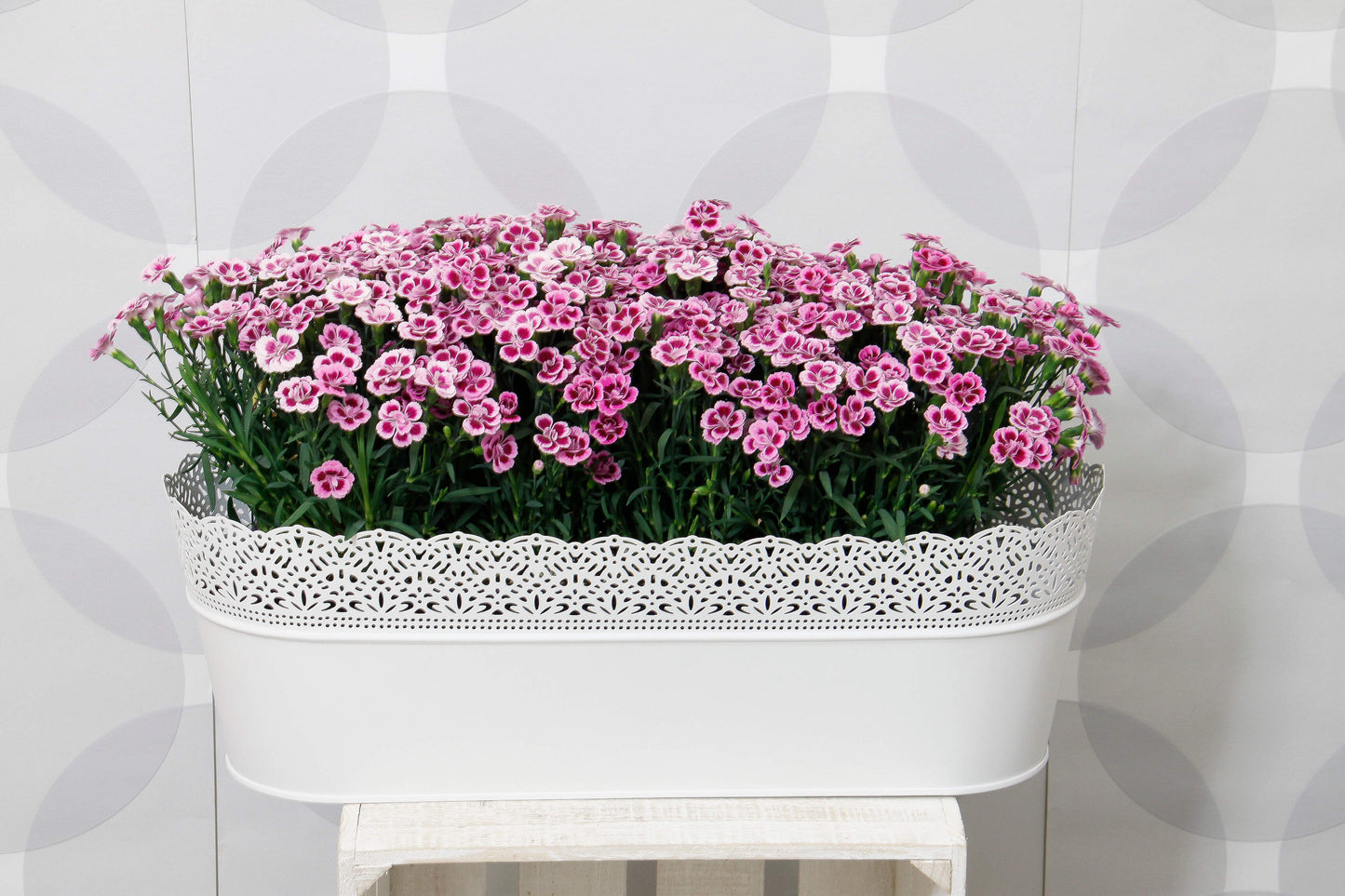 Duft-Nelke (Dianthus)  in verschiedenen Sorten - winterhart