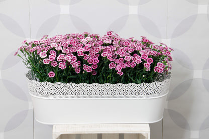 Duft-Nelke (Dianthus)  in verschiedenen Sorten - winterhart
