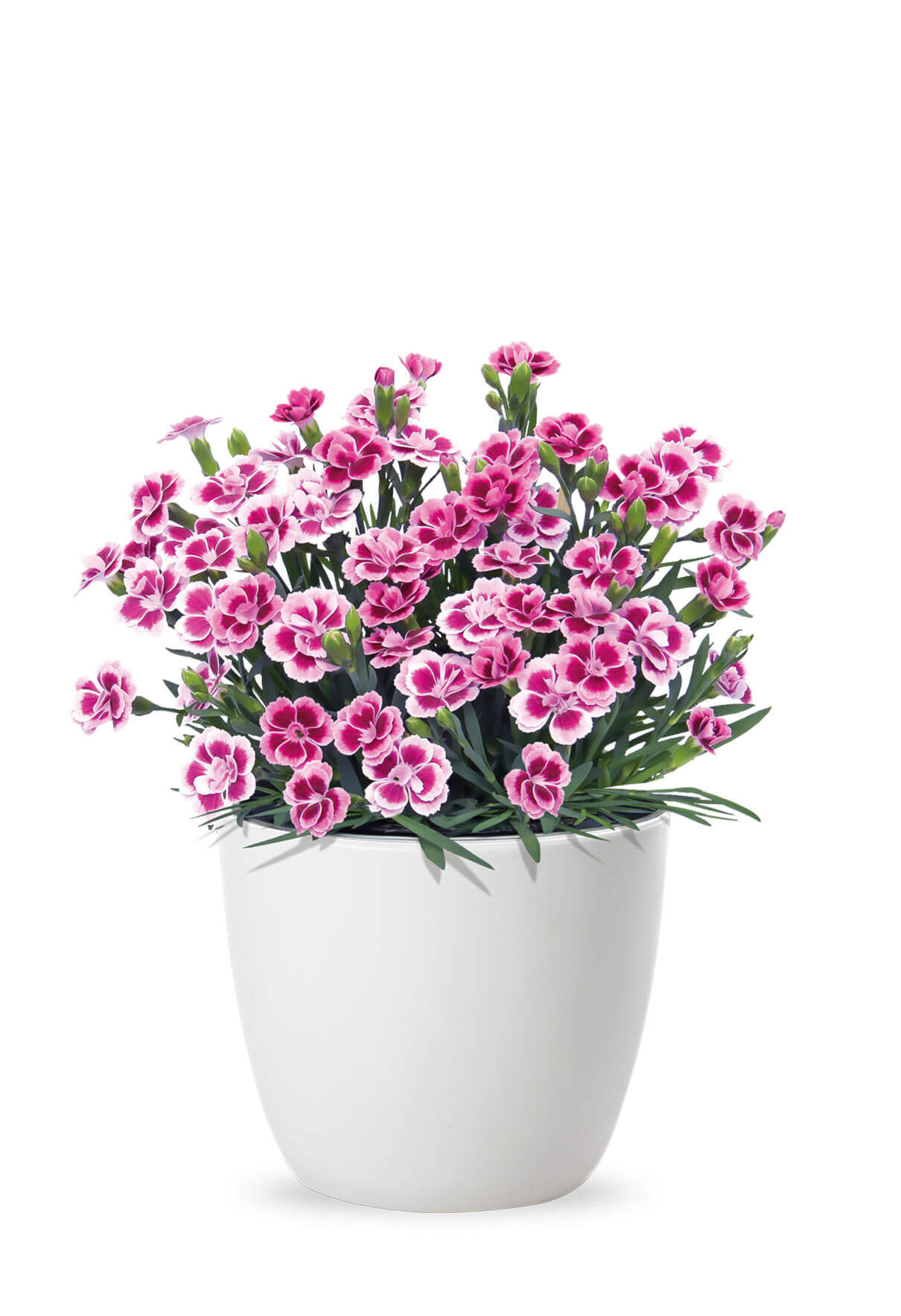 Duft-Nelke (Dianthus)  in verschiedenen Sorten - winterhart