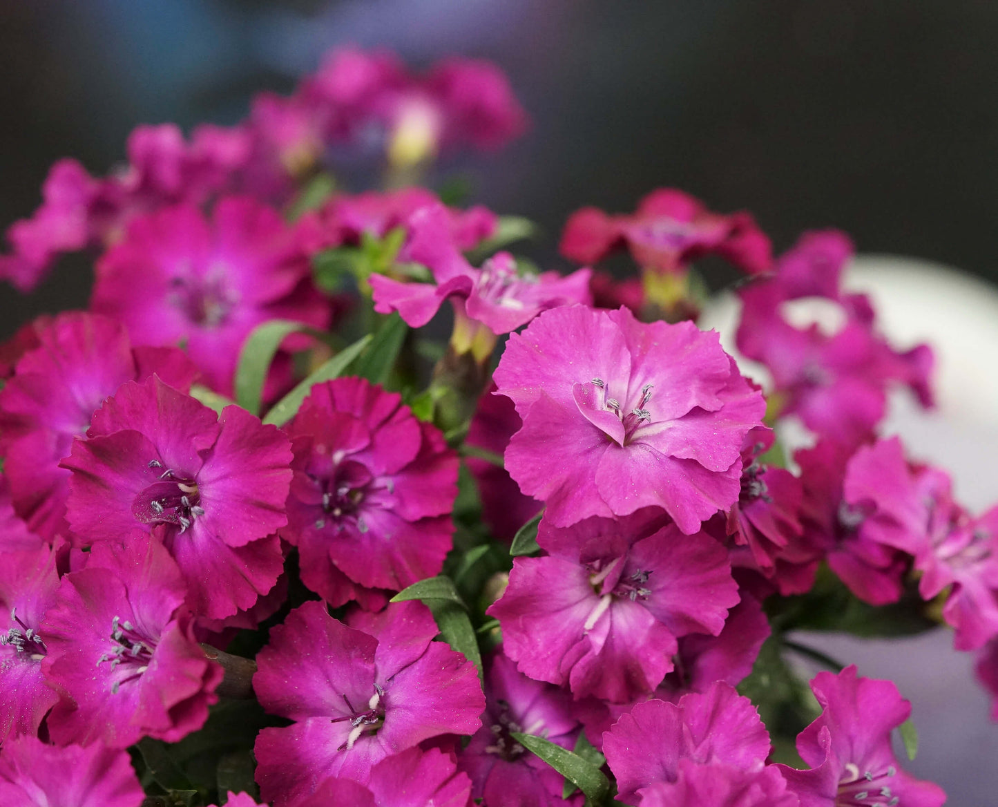 Duft-Nelke (Dianthus)  in verschiedenen Sorten - winterhart