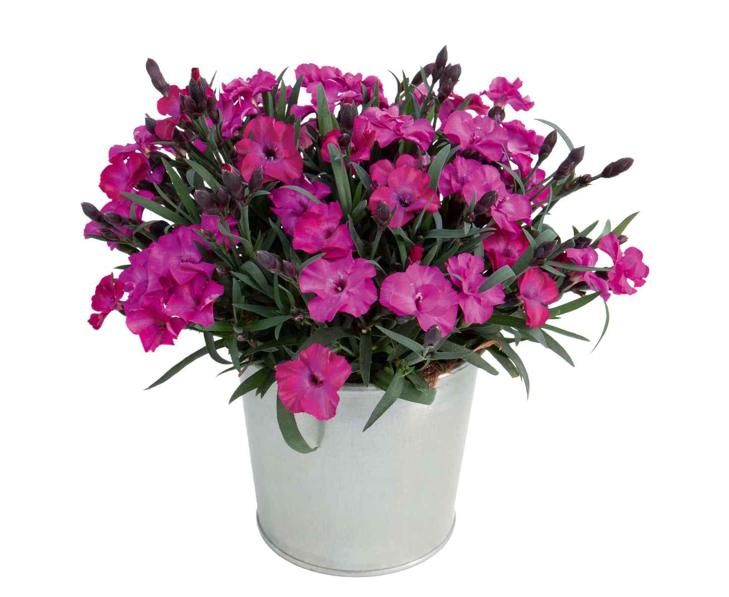 Duft-Nelke (Dianthus)  in verschiedenen Sorten - winterhart