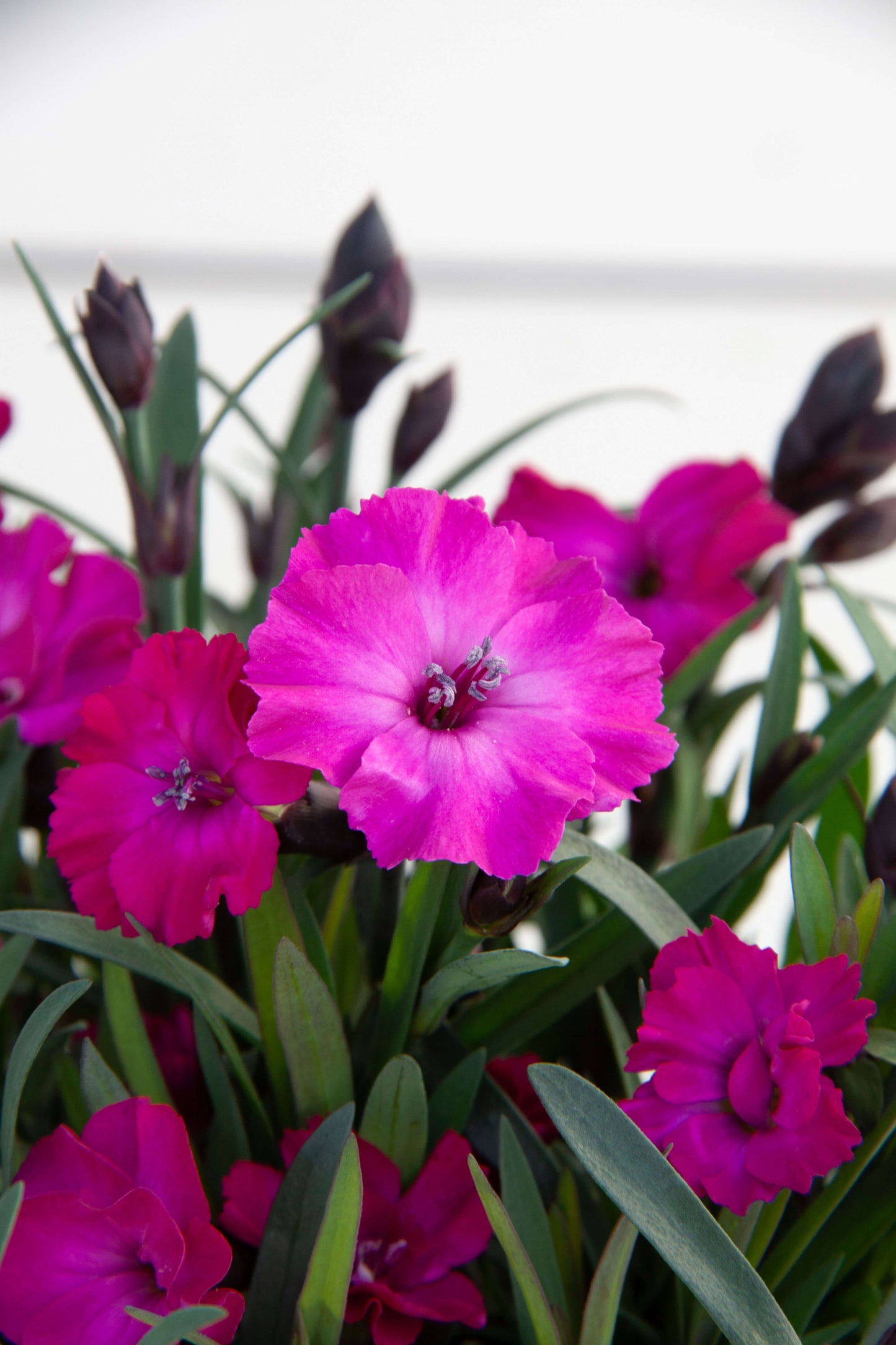Duft-Nelke (Dianthus)  in verschiedenen Sorten - winterhart