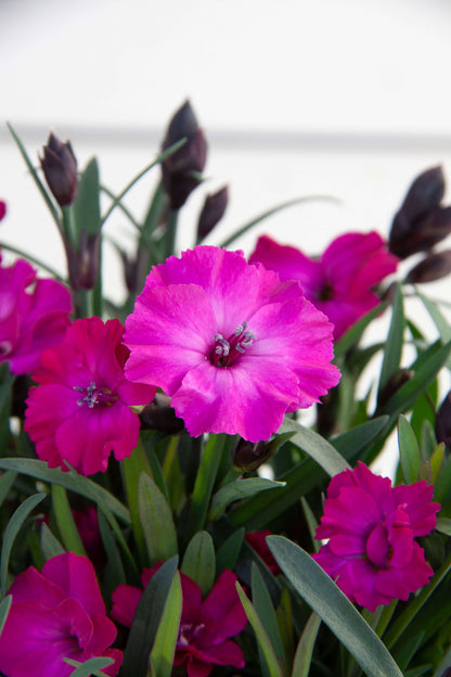 Duft-Nelke (Dianthus)  in verschiedenen Sorten - winterhart