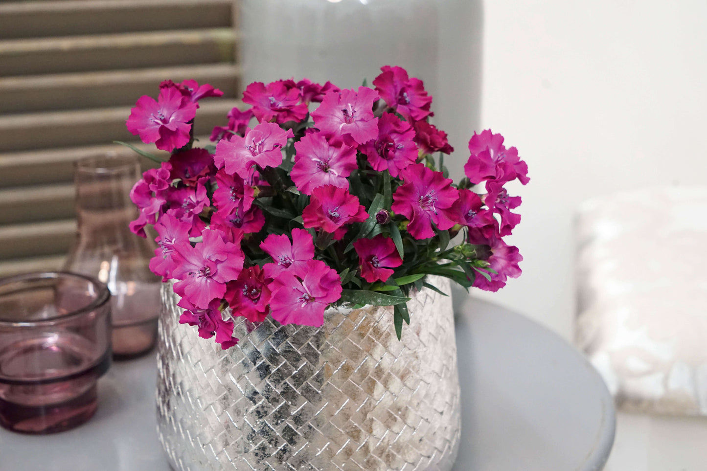 Duft-Nelke (Dianthus)  in verschiedenen Sorten - winterhart
