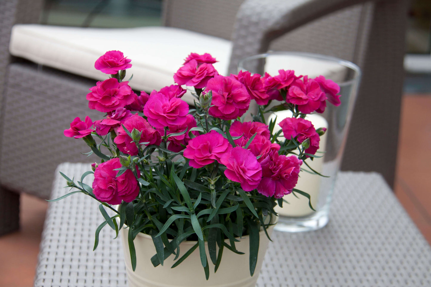 Garten-Nelke (Dianthus) 'SuperTrouper®' in verschiedenen Farben