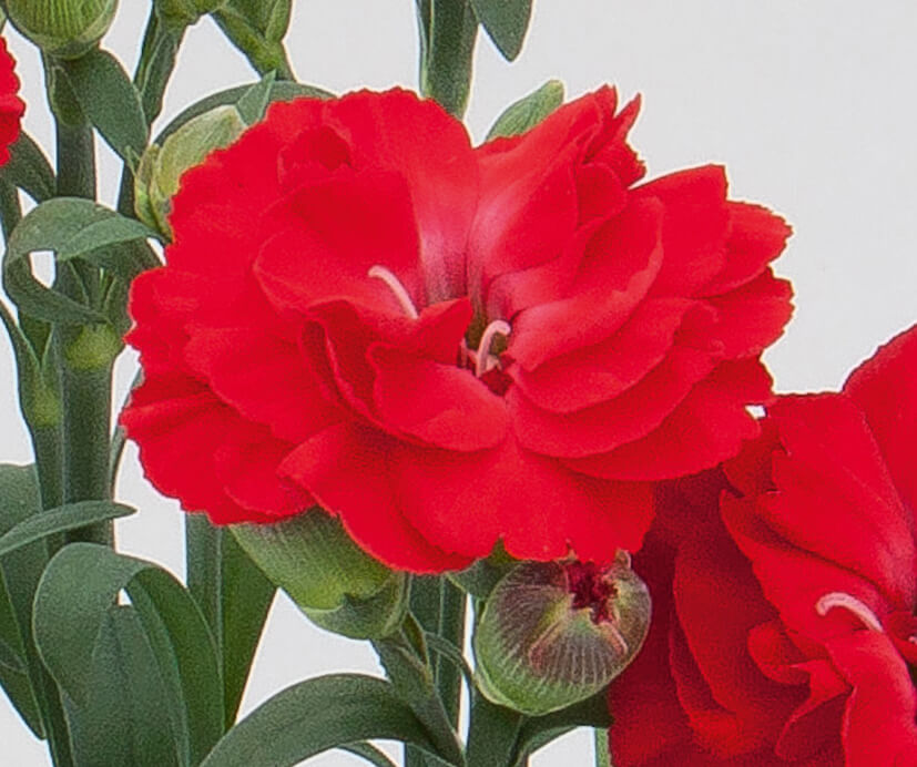 Garten-Nelke (Dianthus) 'SuperTrouper®' in verschiedenen Farben