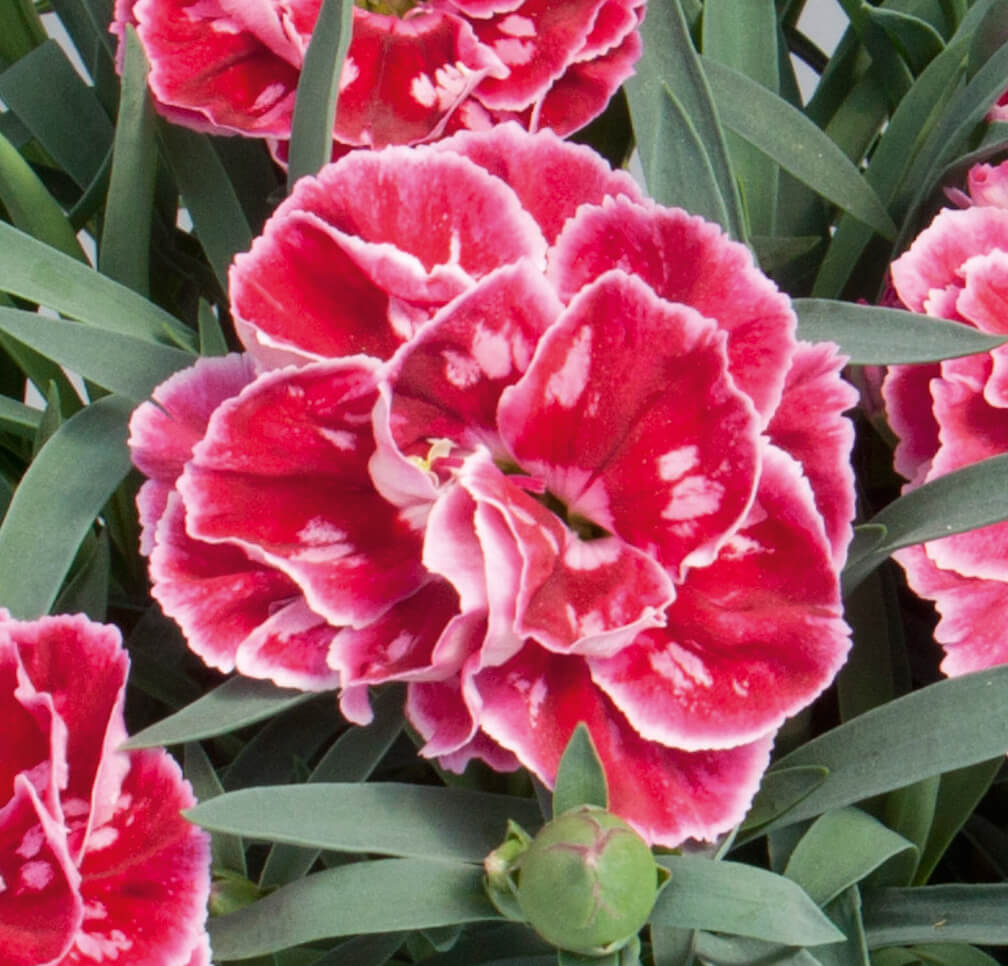 Garten-Nelke (Dianthus) 'SuperTrouper®' in verschiedenen Farben