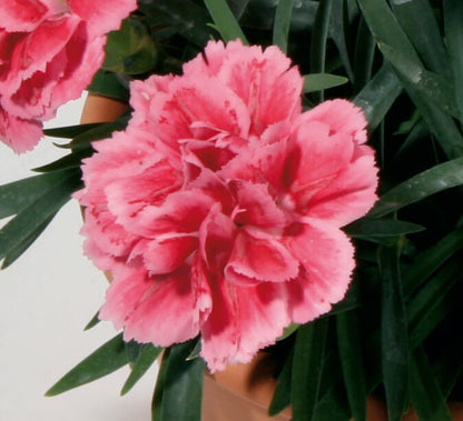 Garten-Nelke (Dianthus) 'SuperTrouper®' in verschiedenen Farben