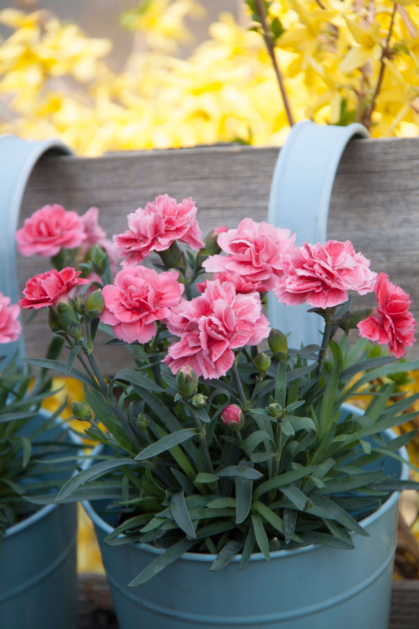 Garten-Nelke (Dianthus) 'SuperTrouper®' in verschiedenen Farben